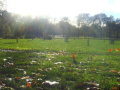  Sun reflection on the autumn leaves    