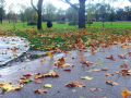  Leaves flying because of the strong wind    