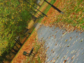  Tree alley from a diagonal viewpoint   