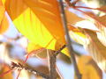 Yellow leaves	