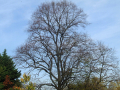 Tree without leaves