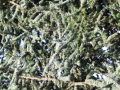 Evergreen branches