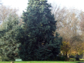 Path through the park