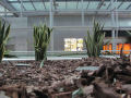 Close Up Of Plants In Shopping Centre