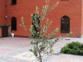 Plant outside the Mosque