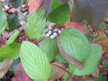Leaves and Flower buds 