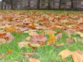  Ground view of the autumn leaves    