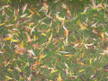  Grass with thin leaves    