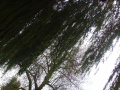  Tree branches    