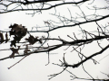 Close up of twigs on a tree