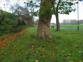 Tree with fallen leaves