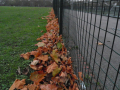 Fallen leaves on fence    