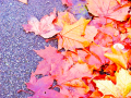 Autumn leaves on the floor	