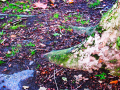 Tree trunk	