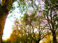 Upward view of trees