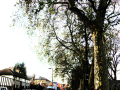 Close up on tree with houses at the corner
