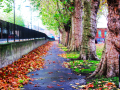 Pathway with trees and black railings