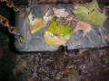 Seat With Leaves