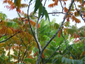View through trees looking at distant stadium lights	