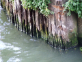 Wooden supports on river bank