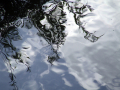 Reflections in river