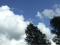 Sky with tree tops 	