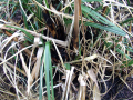 Grass 