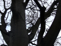 Silhouette of tree against sky	