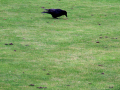 Crow on grass	