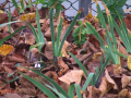 Green plants amongst brown leaves