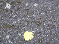 Detail of path surface