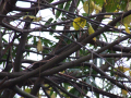 Tree branches