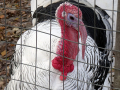A magnificent turkey	