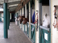 Stables