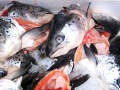 Fish for sale