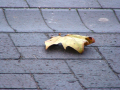 Leaf on path