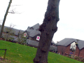 Tree in front of green area