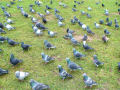 Pigeons on grass