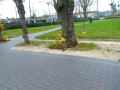 Path through green