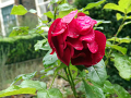 Red rose