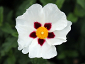 White flower	