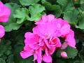 Pink flower