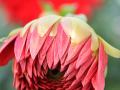 Red flower