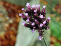 Pink flower
