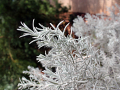 Silver foliage