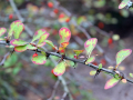Plant in Vestry House Garden 