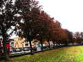 Avenue of trees