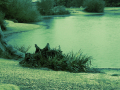 Clump of grass near the pond