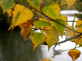 Looking at leaves