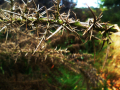 Spiky plant